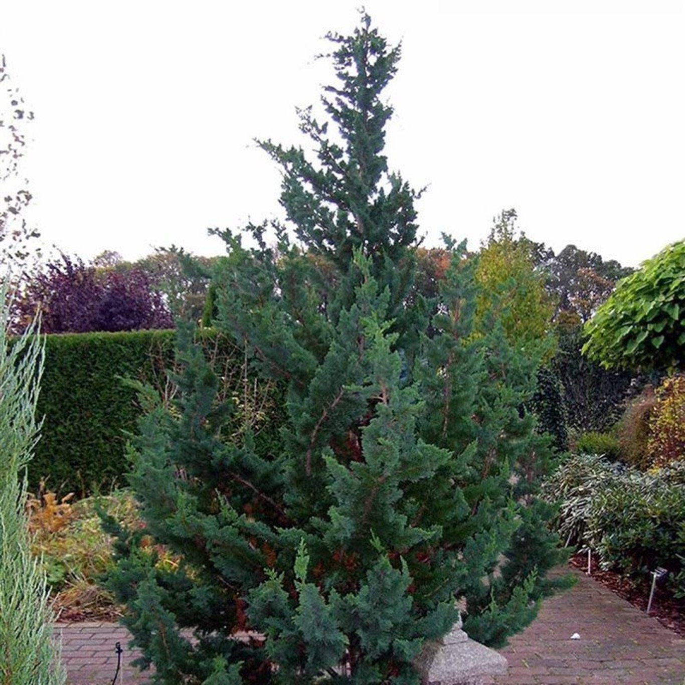 Ädelcypress – Chamaecyparis lawsoniana 'Wisselii' - C3 30-40 CM